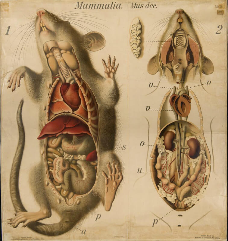 “Mouse Anatomic wall chart” by Paul Pfurtscheller - “Zoologische Wandtafeln”, 1910.