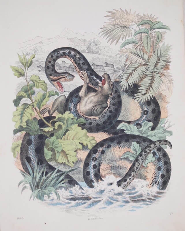 “Anaconda attacking a Rat”- Colored steel engraving, 1865.