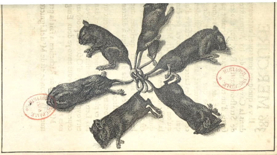 “The original illustration of the rat king of Strasboug” published in the Mercure Galant in 1683.